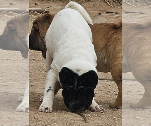Chinese Shar-Pei Puppy for sale in APPLE VALLEY, CA, USA