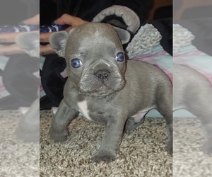 French Bulldog Puppy for sale in VICTORVILLE, CA, USA