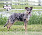 Small #4 Catahoula Leopard Dog Mix