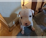 Small Photo #6 Dogo Argentino Puppy For Sale in KATY, TX, USA