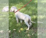Small #3 Mutt