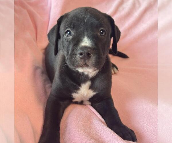 Medium Photo #2 Labrador Retriever-Unknown Mix Puppy For Sale in San Diego, CA, USA