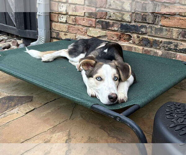 Medium Photo #15 Huskies -Unknown Mix Puppy For Sale in Boonton, NJ, USA
