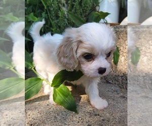 Cavachon Puppy for sale in DOON, IA, USA