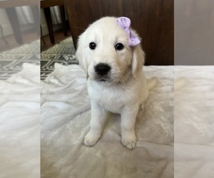 English Cream Golden Retriever Puppy for sale in N HIGHLANDS, CA, USA