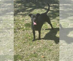 Chihuahua-Unknown Mix Dogs for adoption in Texas City, TX, USA