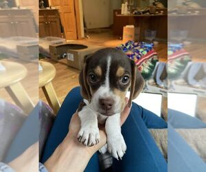 Beagle Puppy for sale in GOLDEN, CO, USA