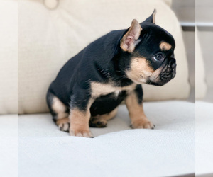 French Bulldog Puppy for sale in CATARACT, IN, USA