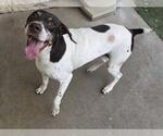 Small #8 German Shorthaired Pointer-Pointer Mix