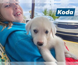 Great Pyrenees Dogs for adoption in Marine City, MI, USA