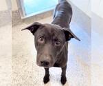 Small #1 American Pit Bull Terrier Mix