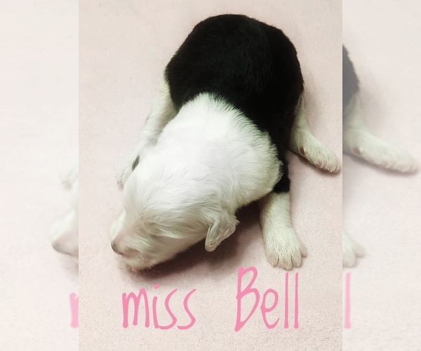 Medium Photo #4 Sheepadoodle Puppy For Sale in GOLDEN CITY, MO, USA