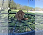 Small Photo #17 Goldendoodle (Miniature) Puppy For Sale in HALTOM CITY, TX, USA
