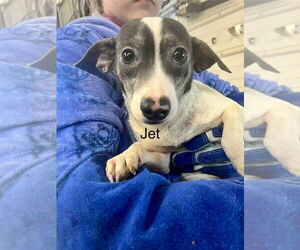 Chiweenie Dogs for adoption in Foristell, MO, USA