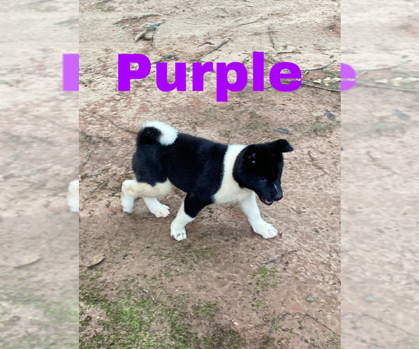 Medium Photo #15 Akita Puppy For Sale in MCDONOUGH, GA, USA