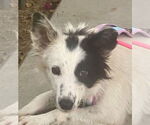 Small #2 Border Collie Mix