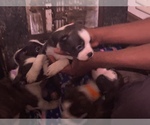 Small Photo #26 Boston Terrier-Collie Mix Puppy For Sale in COLUMBUS, OH, USA