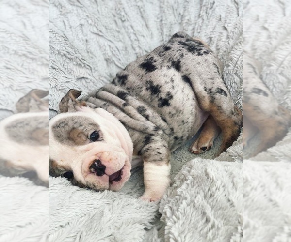 Medium Photo #2 English Bulldog Puppy For Sale in MURRIETA, CA, USA