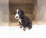 Small #8 Australian Shepherd