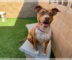 Mutt Dogs for adoption in Moreno Valley, CA, USA