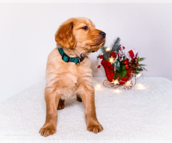 Medium Photo #7 Golden Retriever Puppy For Sale in WAKARUSA, IN, USA