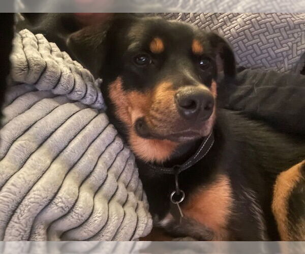 Medium Photo #29 Border Collie-Unknown Mix Puppy For Sale in Brewster, NY, USA