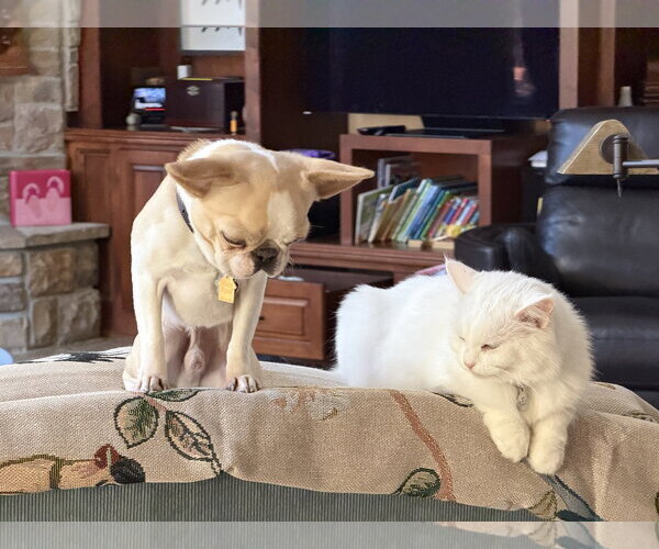 Medium Photo #5 French Bulldog Puppy For Sale in Lake Elsinore, CA, USA