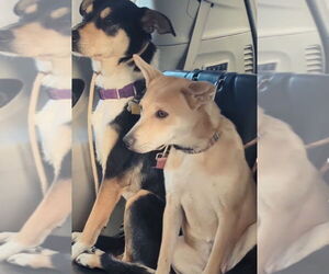 Nessi - Female Mutt Dog for Adoption - Photo #5