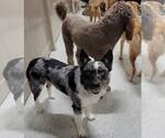 Small #5 Australian Shepherd Mix
