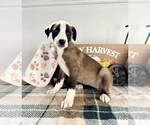 Small #1 Border Collie