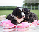 Puppy Sky Bernedoodle