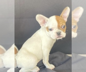 French Bulldog Puppy for sale in MORENO VALLEY, CA, USA