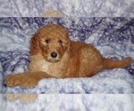 Small #1 Labradoodle