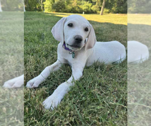 Medium Golden Labrador