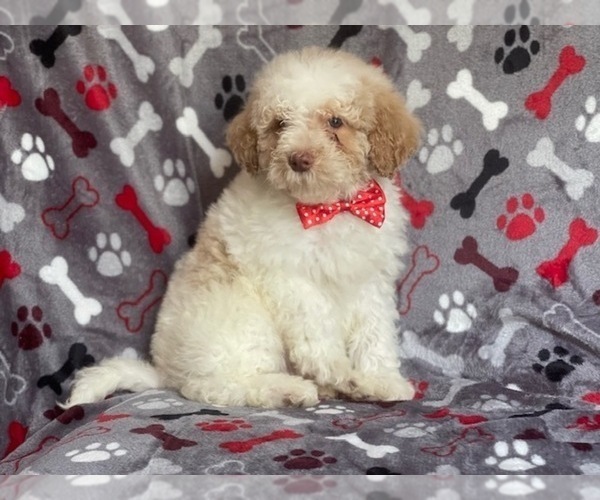 Medium Photo #19 Poodle (Miniature) Puppy For Sale in LAKELAND, FL, USA