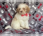 Small Photo #19 Poodle (Miniature) Puppy For Sale in LAKELAND, FL, USA
