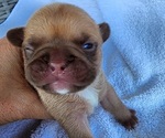 Small #1 French Bulldog