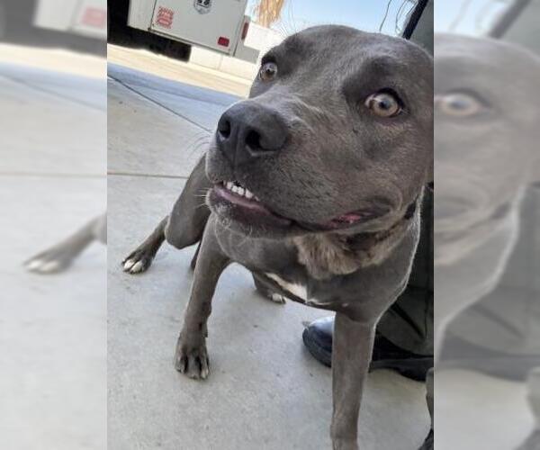 Medium Photo #1 American Pit Bull Terrier Puppy For Sale in Bakersfield, CA, USA