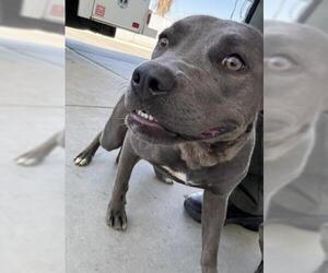 American Pit Bull Terrier Dogs for adoption in Bakersfield, CA, USA