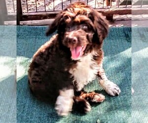 Aussiedoodle Puppy for sale in MARION, TX, USA