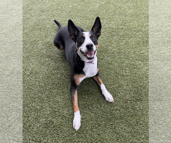 Medium Photo #4 Australian Kelpie-Unknown Mix Puppy For Sale in Fort Collins, CO, USA