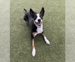 Small #3 Australian Kelpie Mix