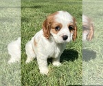Small #1 Cavalier King Charles Spaniel