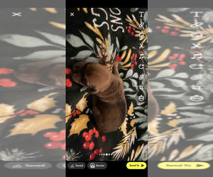 American Pit Bull Terrier-Dachshund Mix Puppy for sale in SPRINGFIELD, MO, USA