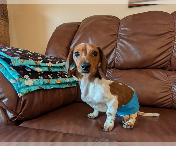 Medium Photo #2 Dachshund Puppy For Sale in Sioux Falls, SD, USA