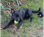 Small #6 Labrador Retriever Mix