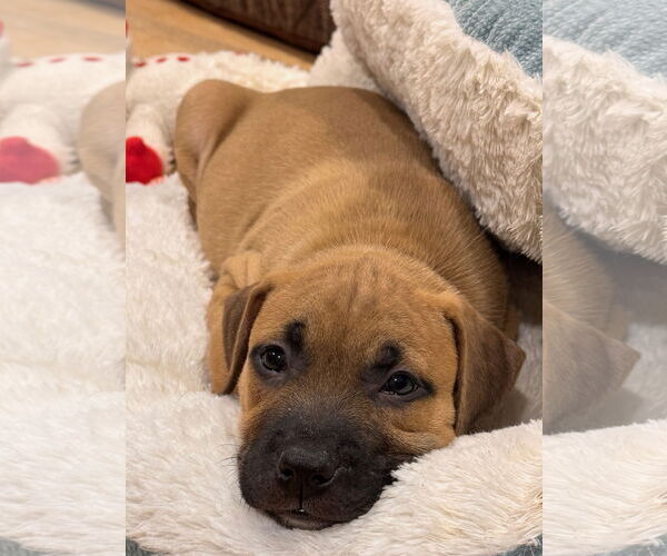 Medium Photo #2 Mutt Puppy For Sale in Philadelphia, PA, USA