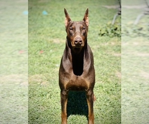 Father of the Doberman Pinscher puppies born on 05/04/2023