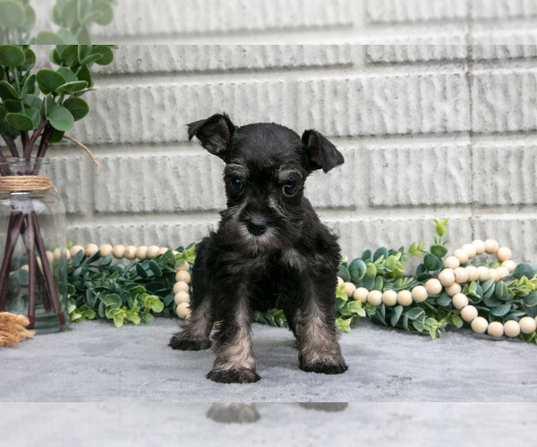Medium Photo #1 Schnauzer (Miniature) Puppy For Sale in BALTIC, OH, USA