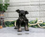 Puppy Debbie Schnauzer (Miniature)